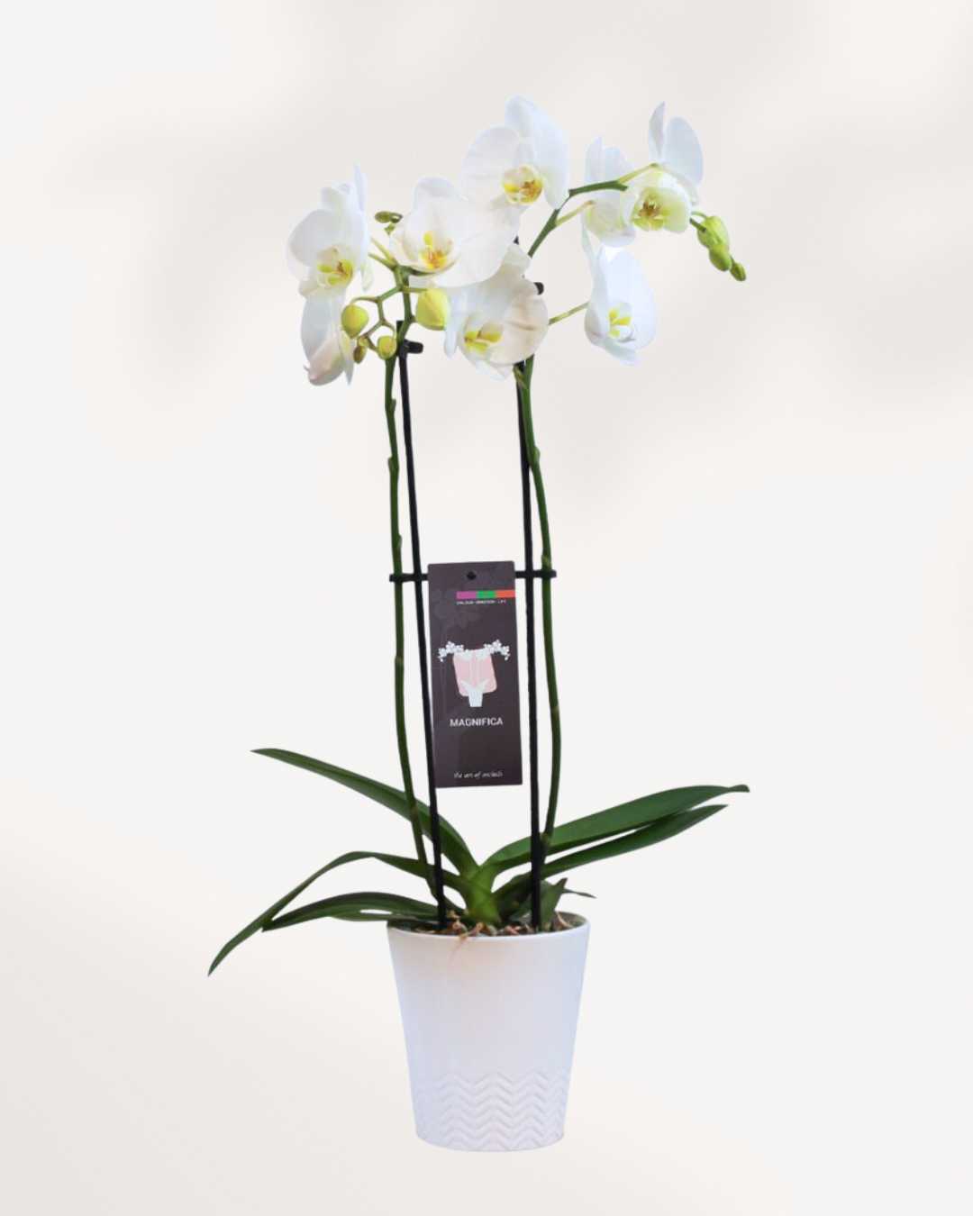 Magnifica Orchid – Double Spike in Ceramic Pot White - Nottingham