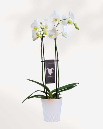 Magnifica Orchid – Double Spike in Ceramic Pot White - Nottingham