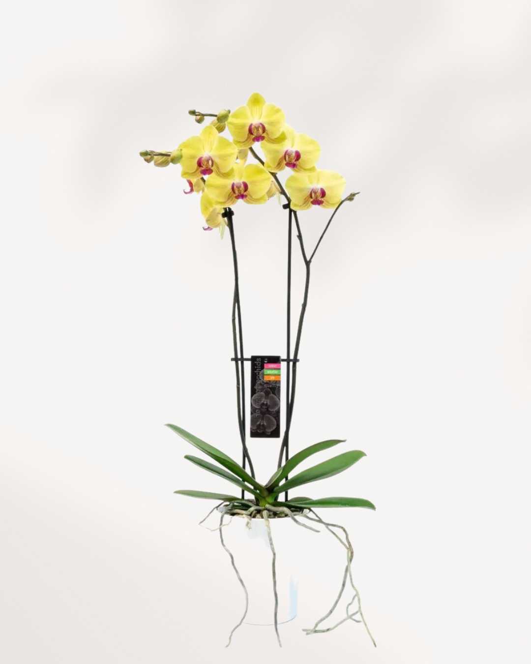 Magnifica Orchid – Double Spike in Ceramic Pot Yellow - Limelight