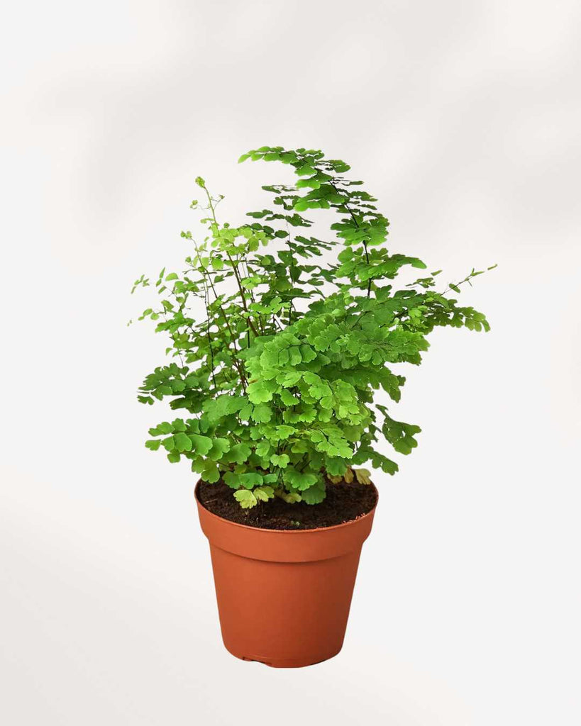 Maidenhair Fern 3.5" Pot - Small