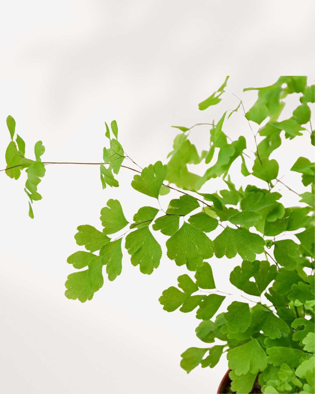 Close-up of Maidenhair Fern's delicate fan-shaped fronds