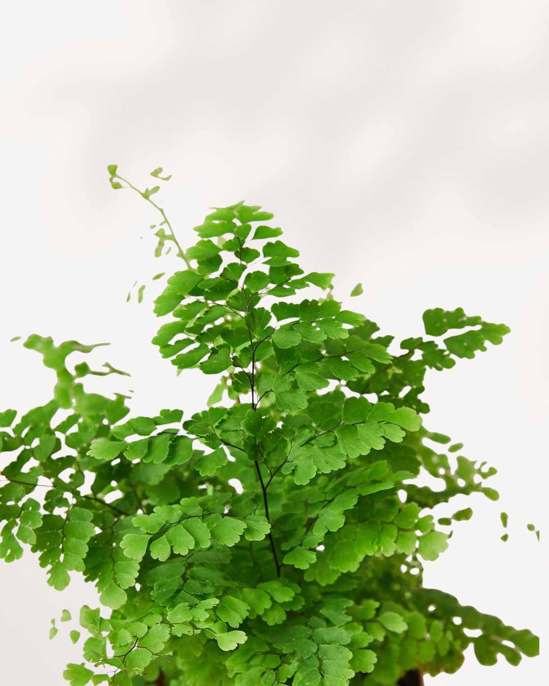 Maidenhair Fern's fine black stems and airy foliage texture