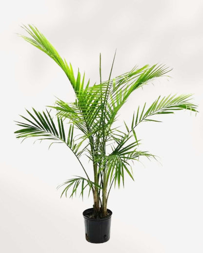 Majesty Palm 10" Pot Large