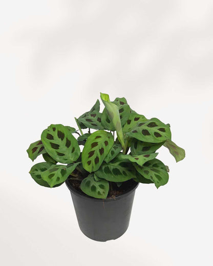 Maranta Green Prayer Plant | Buy Online