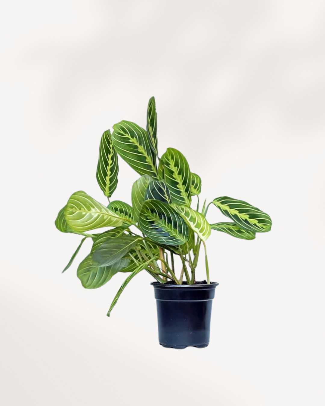 Maranta Lemon Lime 4" Pot - Small