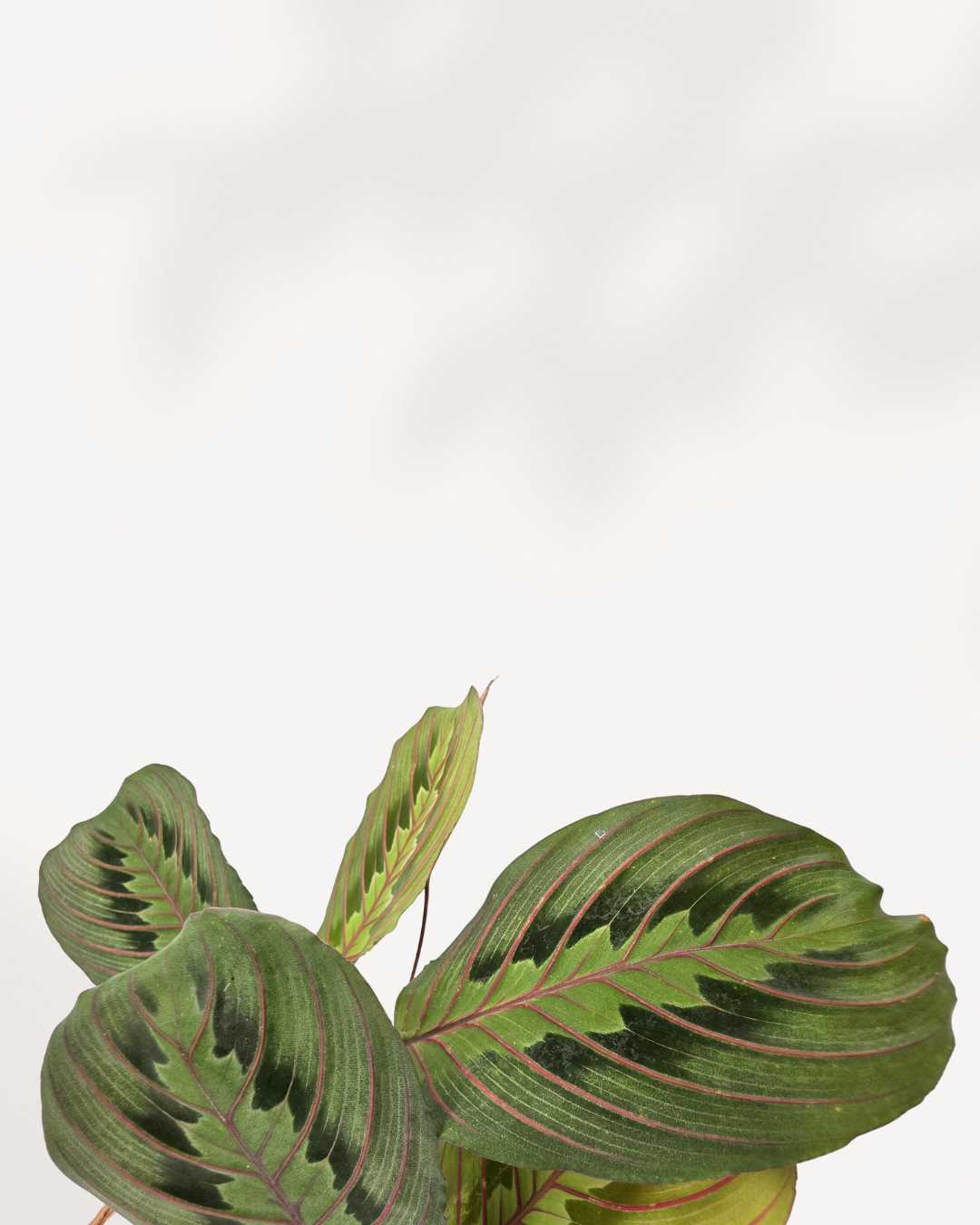Maranta Red Prayer Plant | Buy Online