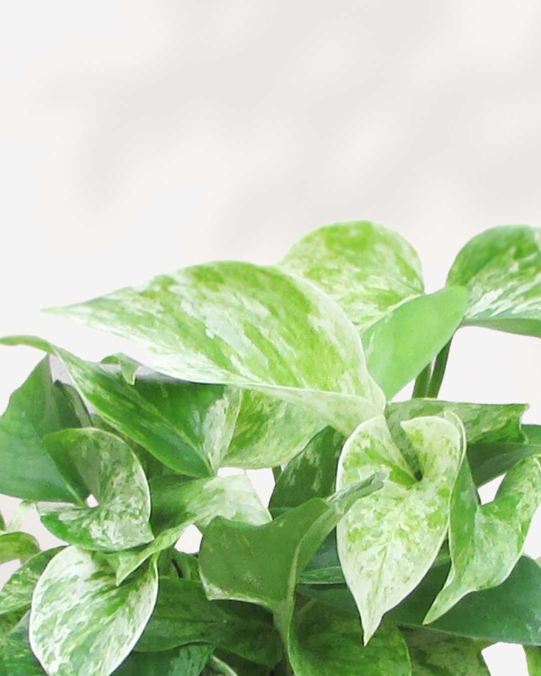 Marble Queen Pothos - Epipremnum Aureum Marble Queen