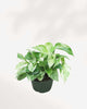Marble Queen Pothos - Epipremnum Aureum Marble Queen 5" Pot - Medium