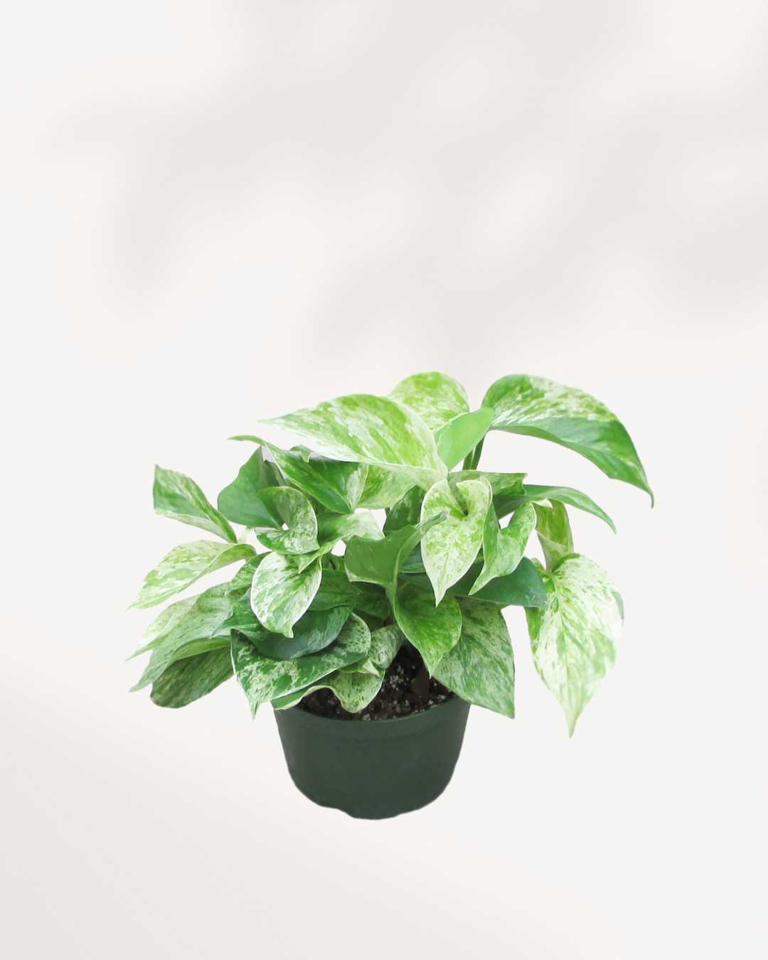 Marble Queen Pothos - Epipremnum Aureum Marble Queen 5" Pot - Medium