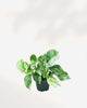 Marble Queen Pothos - Epipremnum Aureum Marble Queen 4" Pot - Small