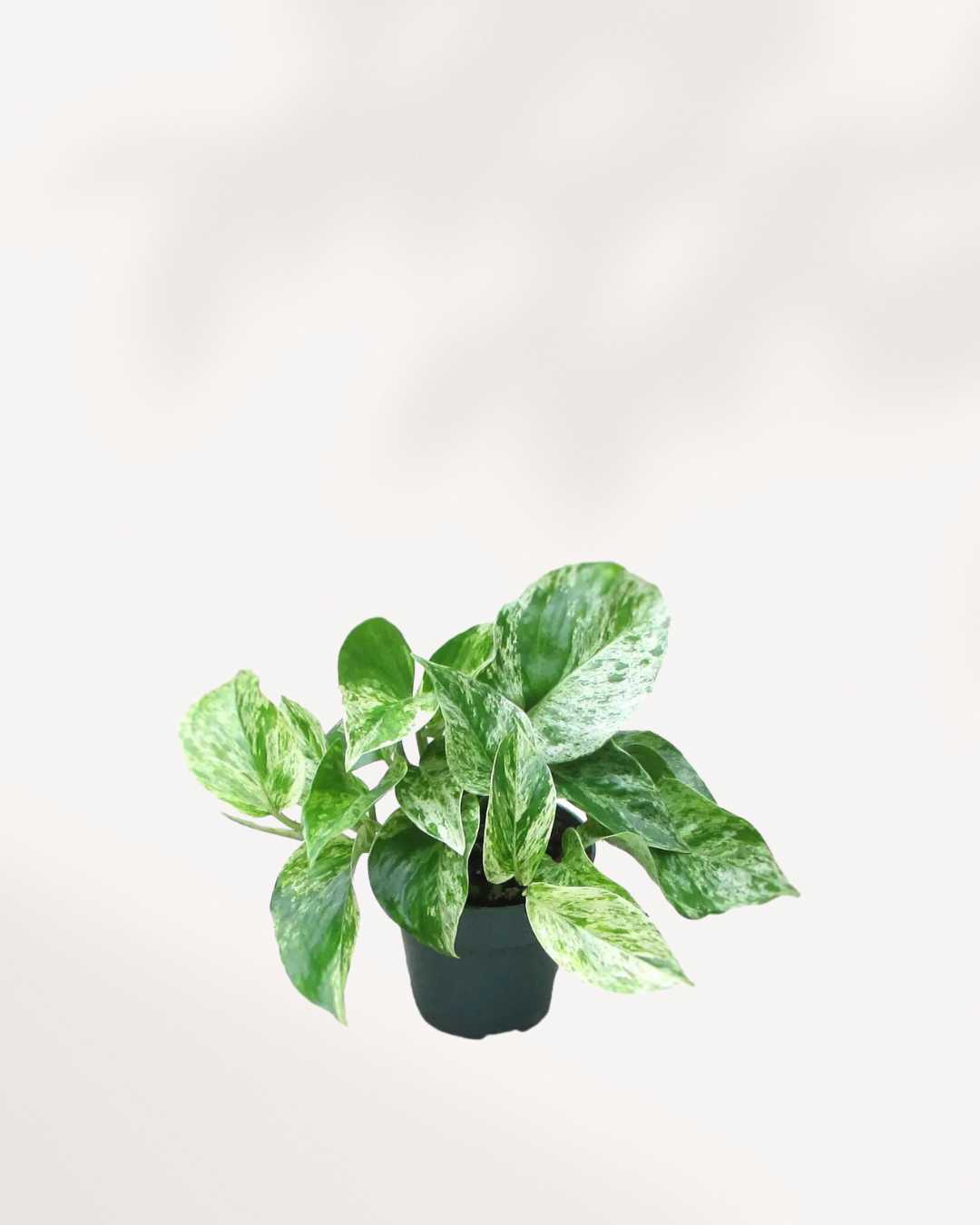 Marble Queen Pothos - Epipremnum Aureum Marble Queen 4" Pot - Small
