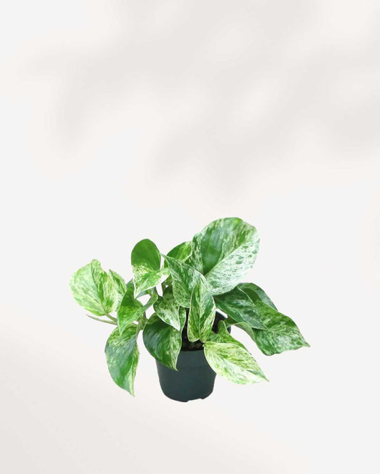Marble Queen Pothos - Epipremnum Aureum Marble Queen 4" Pot - Small