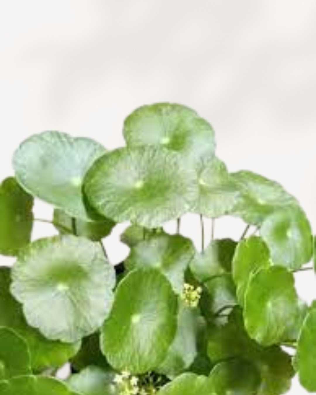 Marsh Pennywort
