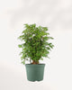 Ming Aralia 'Stump' plant, featuring a gnarled, textured trunk and airy, finely divided green leaves, in a simple nursery pot.