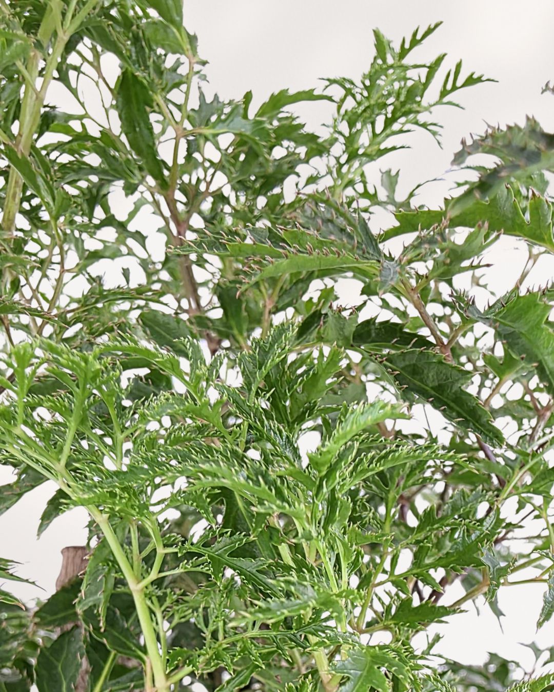 Close-up of the delicate, fern-like, dark green leaves of the Ming Aralia 'Stump', showing their intricate division.