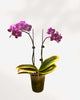 Mini Phalaenopsis Orchid