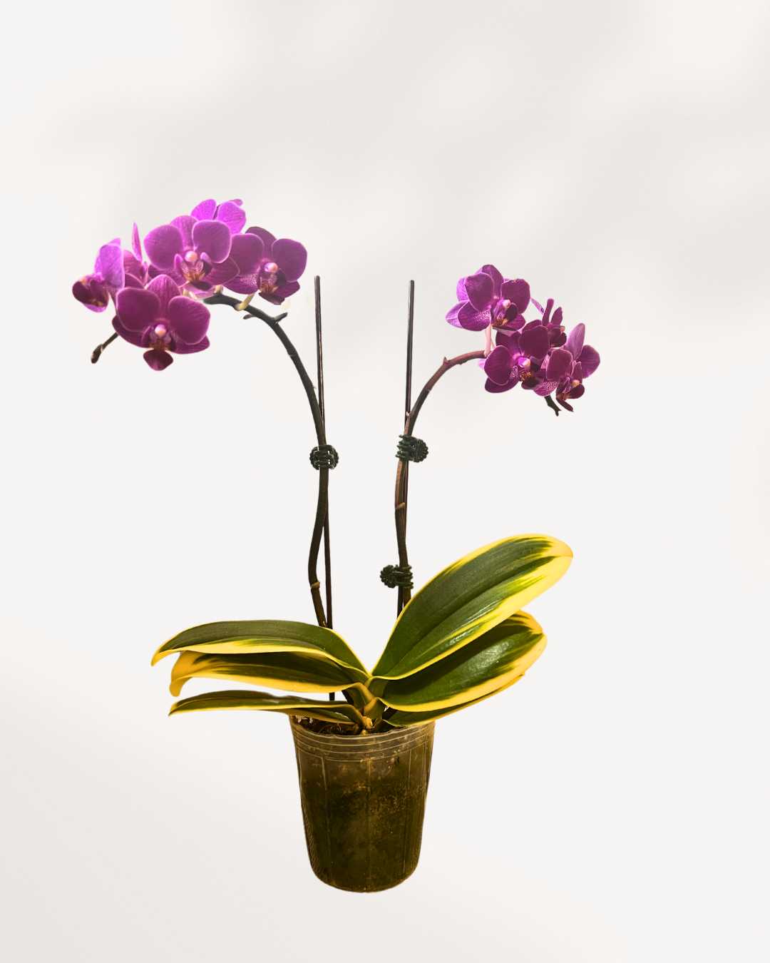 Mini Phalaenopsis Orchid
