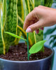 Miracle-Gro Sticky Gnat Trap | Buy Online