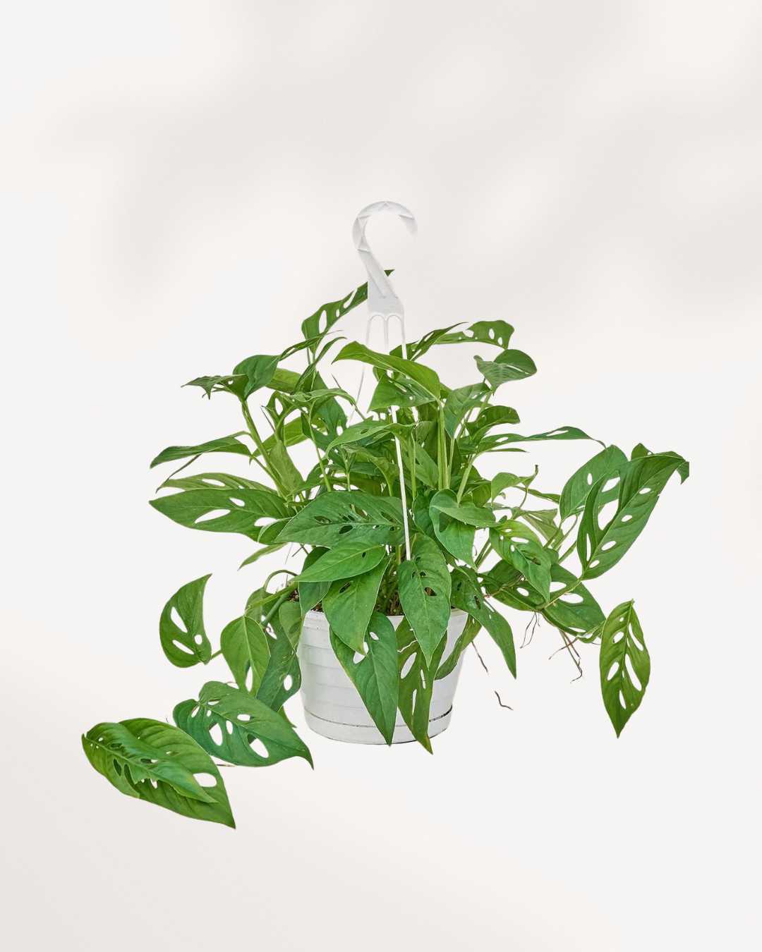 Monstera Adansonii in a hanging basket