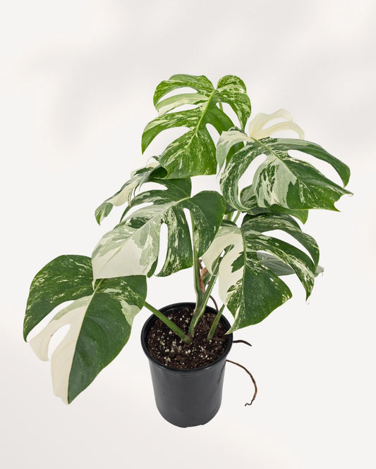 Monstera Albo plant showing white variegated leaves and healthy upright growth indoors