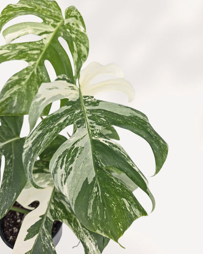 Close up of multiple Monstera Albo leaves showing varied white and green variegation across the plant