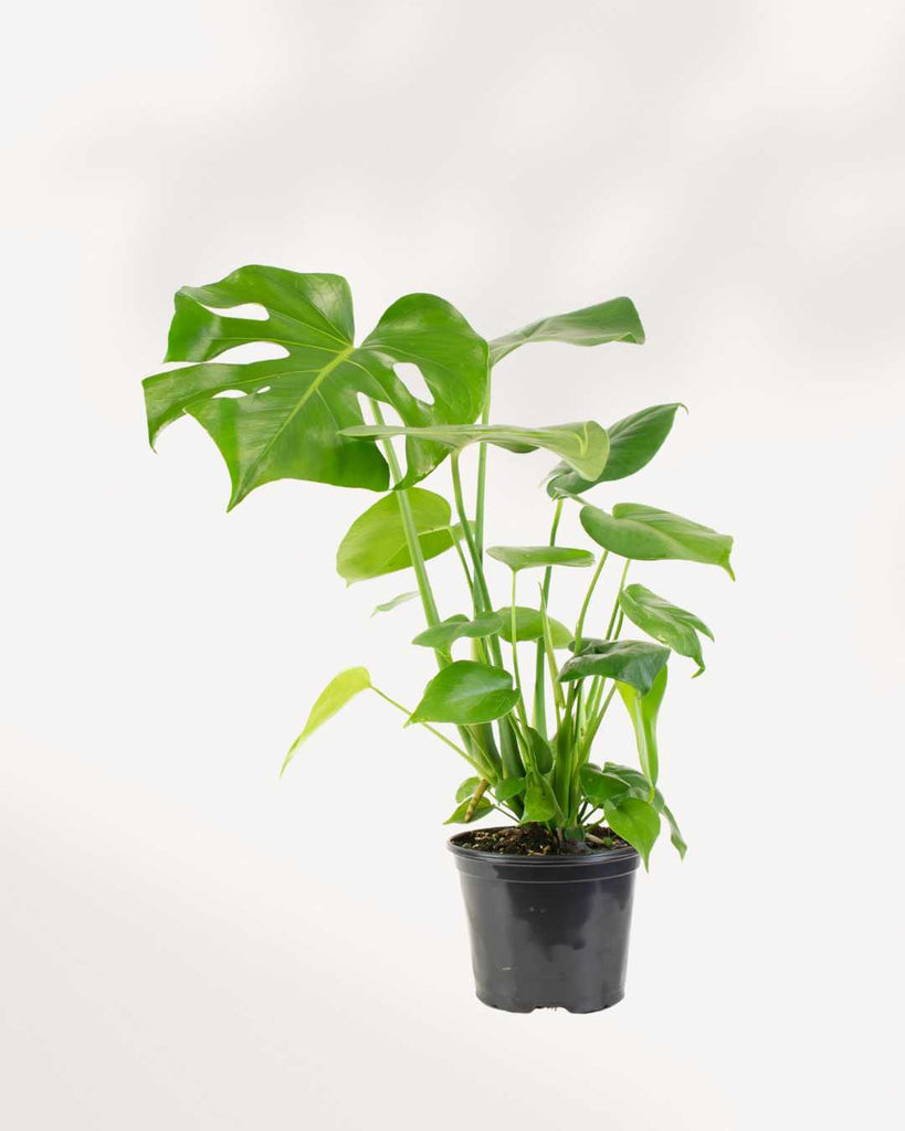 Monstera Deliciosa - Swiss Cheese Plant Deliciosa 6" Pot - Medium