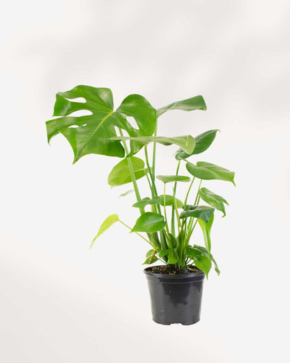 Monstera Deliciosa - Swiss Cheese Plant Deliciosa 6" Pot - Medium