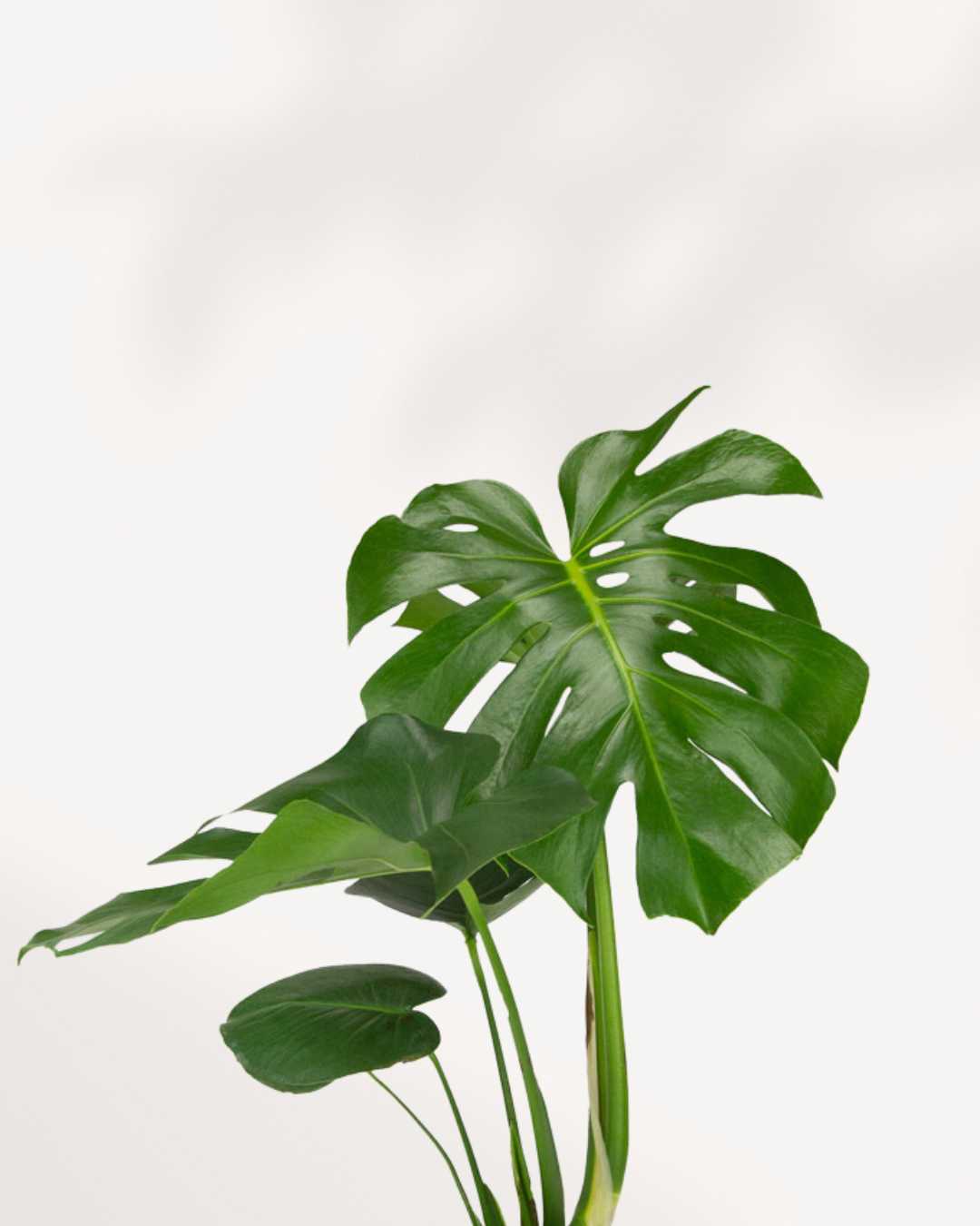 Close-up of Monstera Deliciosa's perforated split leaves