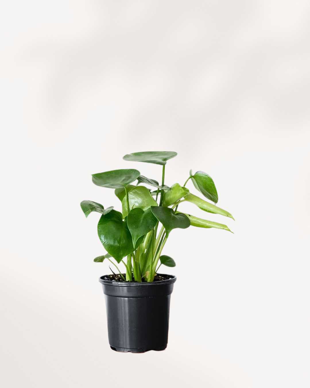 Monstera Deliciosa - Swiss Cheese Plant Deliciosa 4" Pot - Small