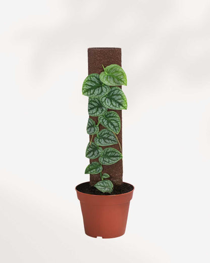 Monstera Dubia 6" Pot - Small