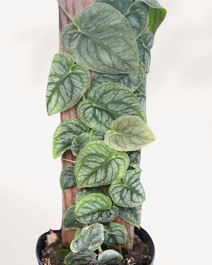 Close-up of Monstera Dubia's shingling heart-shaped leaves