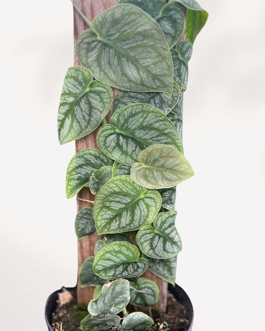 Monstera Dubia 6" Pot - Small