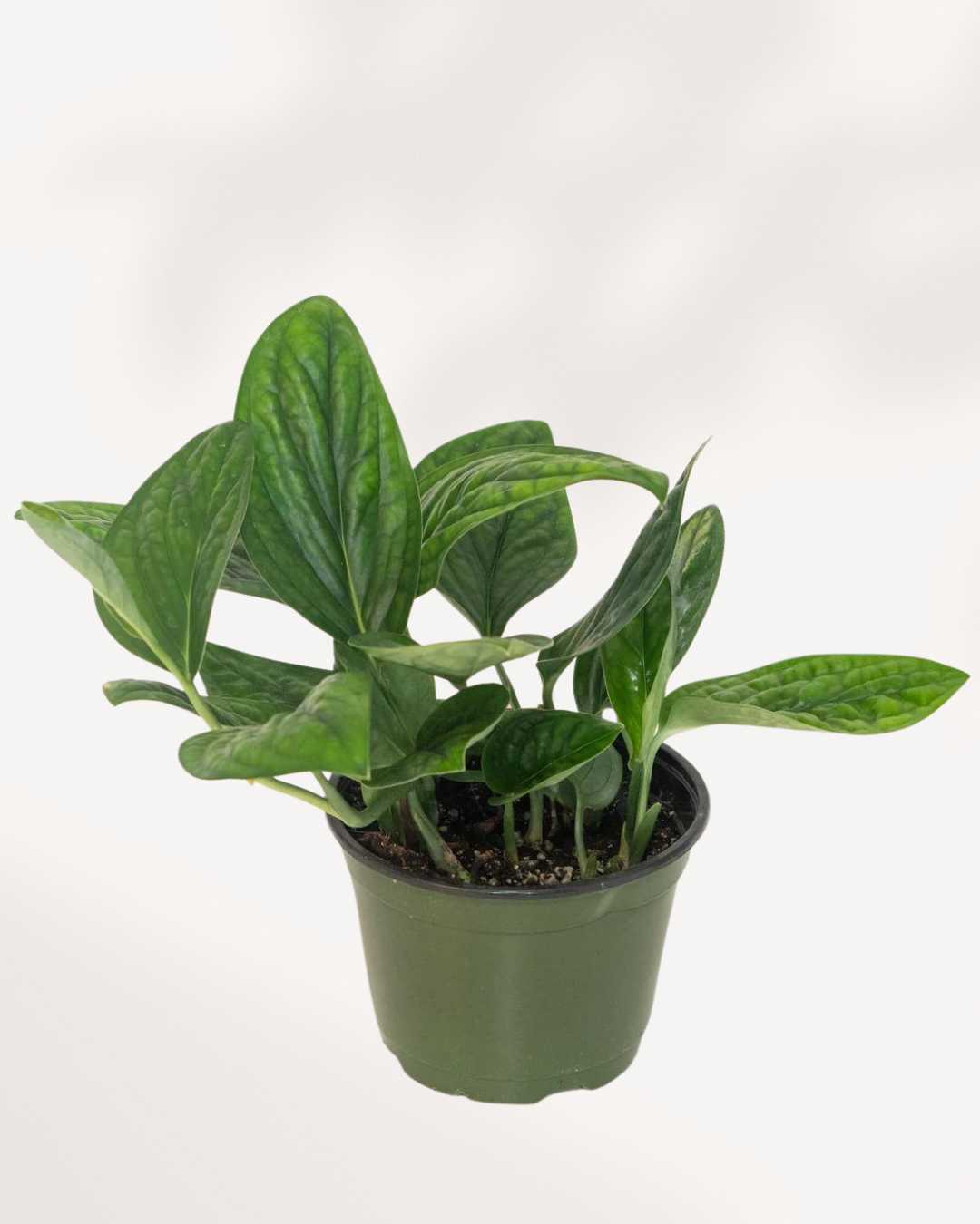 Monstera Peru 6" Pot - Medium