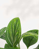 Close-up of Monstera Peru's textured leaf surface
