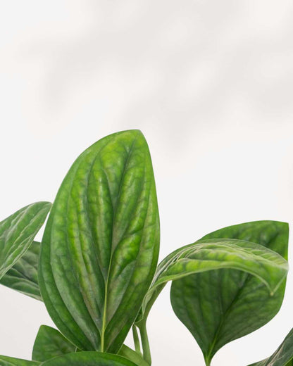 Close-up of Monstera Peru's textured leaf surface
