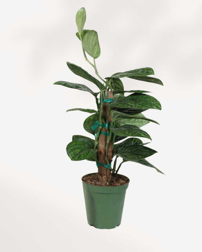 Monstera Peru 6" Pot - Totem
