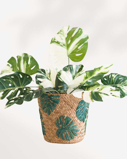 Seagrass Planter - Woven Baskets | LIKHÂ