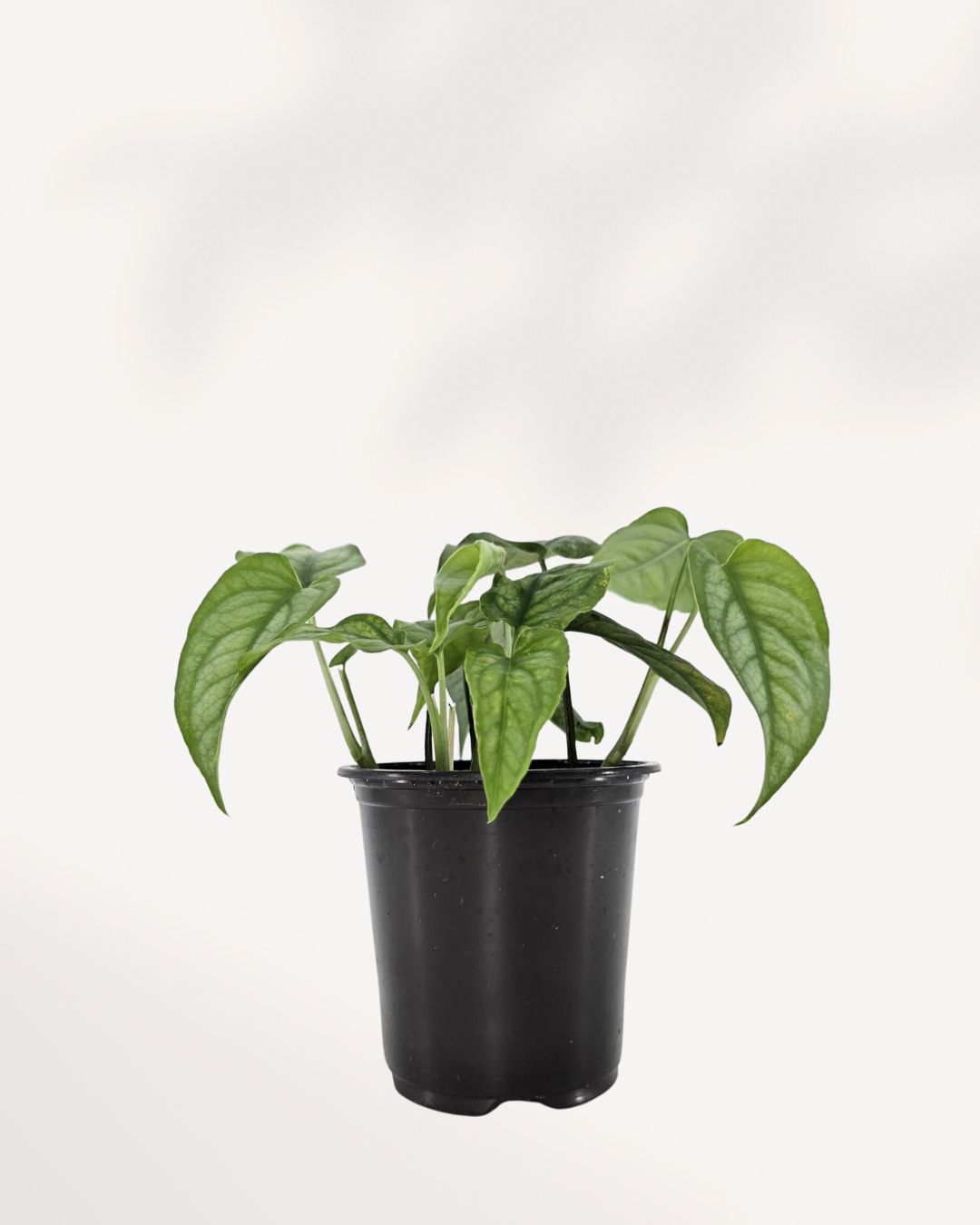 Monstera Siltepecana plant in a small pot