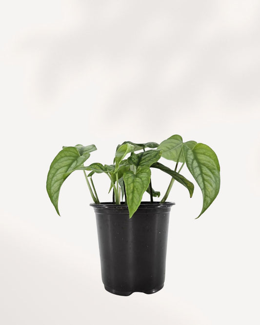 Monstera Siltepecana plant in a small pot