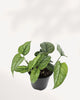 Side view of Monstera Siltepecana plant