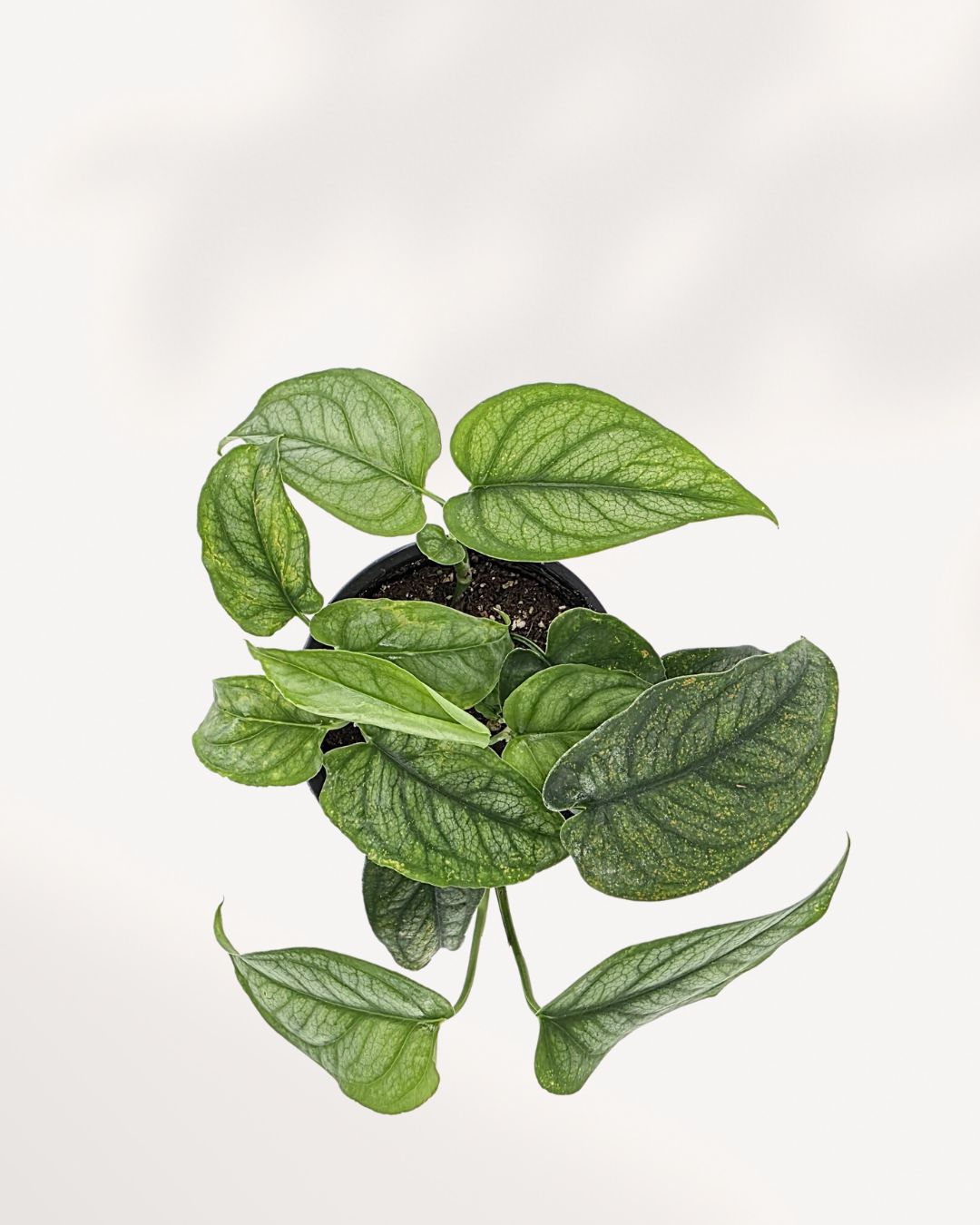 Top view of Monstera Siltepecana showing leaf pattern