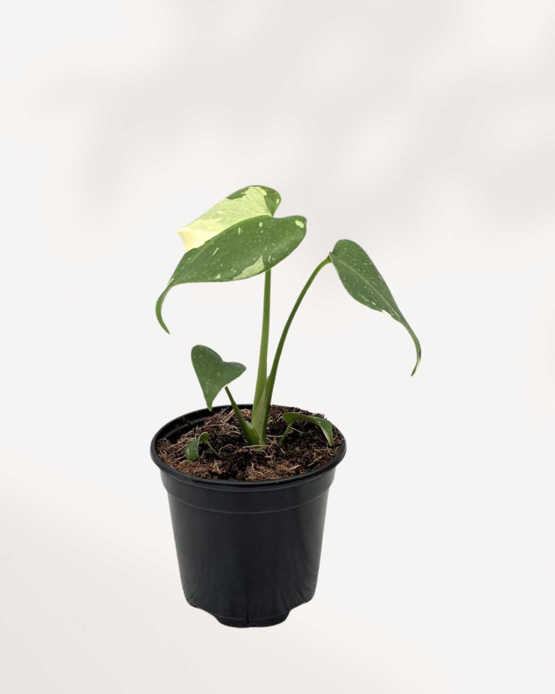 Monstera Thai Constellation with creamy white marbled variegated leaves