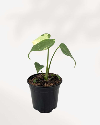 Monstera Thai Constellation with creamy white marbled variegated leaves
