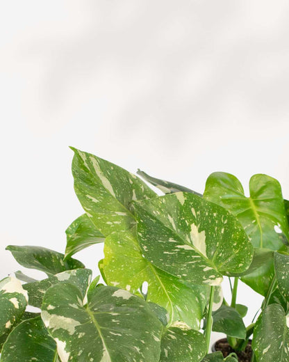 Monstera Thai Constellation leaf detail with cream and green marbling