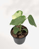 Top view of Monstera Thai Constellation showing leaf pattern