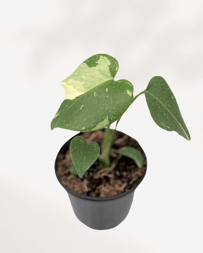 Top view of Monstera Thai Constellation showing leaf pattern