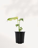 Front view of a mature Monstera 'White Monster' plant, showcasing large, fenestrated (split) deep green leaves with bold, striking patches of pure white, growing upward on a moss pole.