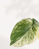 Extreme close-up on a single leaf of the Monstera 'White Monster', highlighting the high-contrast variegation with large sections of white next to the green, and the delicate texture of the mature fenestrations.