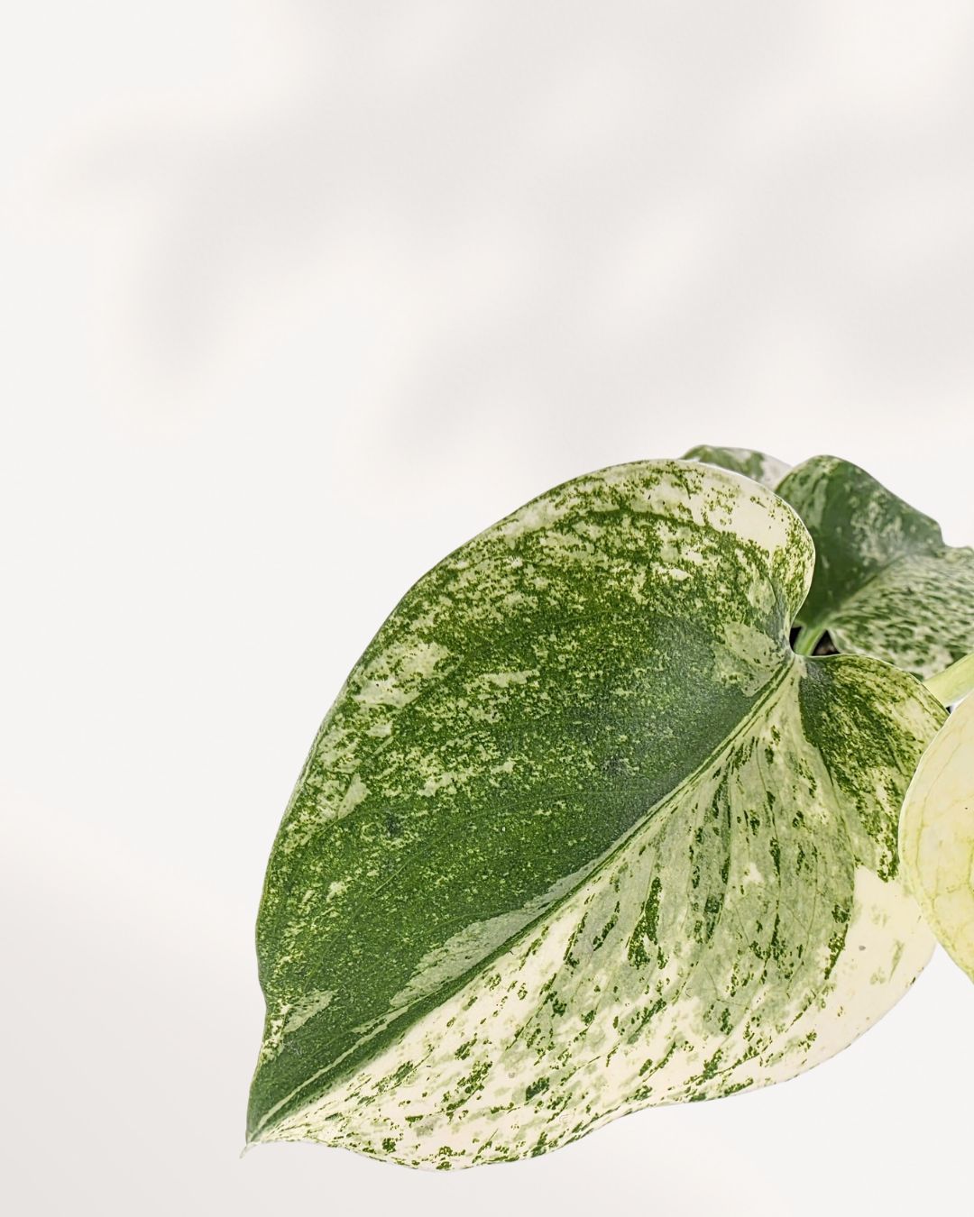 Extreme close-up on a single leaf of the Monstera 'White Monster', highlighting the high-contrast variegation with large sections of white next to the green, and the delicate texture of the mature fenestrations.