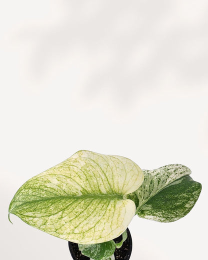 Side profile of Monstera 'White Monster' leaf showing white and green sectoring